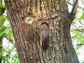 Northern Flickers