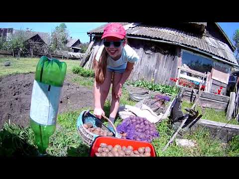 Посадить по-белорусски Посадить по-белорусски
