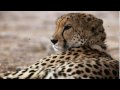 Tracking cheetahs on Sir Bani Yas Island