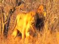 Gay Lions. Homosexuality is a common trait among lions.