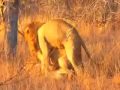 image Gay Lions Homouality Is A Common Trait Among Lions