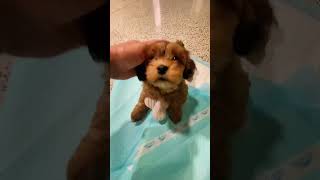 Meeting Havanese Puppy At Airport