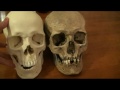 Comparison of Modern Human, Cro-Magnon and Neanderthal - Part 1