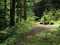 Relaxing Music, Meditation Music, Sleep Music (Forest Clearing)