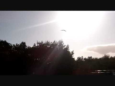 Osprey at Marina.wmv Video Osprey at Marina.wmv Video