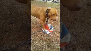 Roccykennels