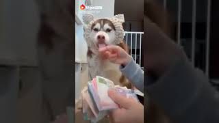 dog funny video