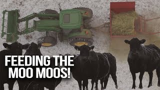 Feeding Cows in Frosty Montana Weather - Slivka Farm Vlog