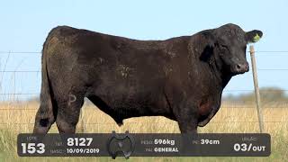LOTE 153 - TOUROS ANGUS - LEILÃO SÃO BIBIANO 2021