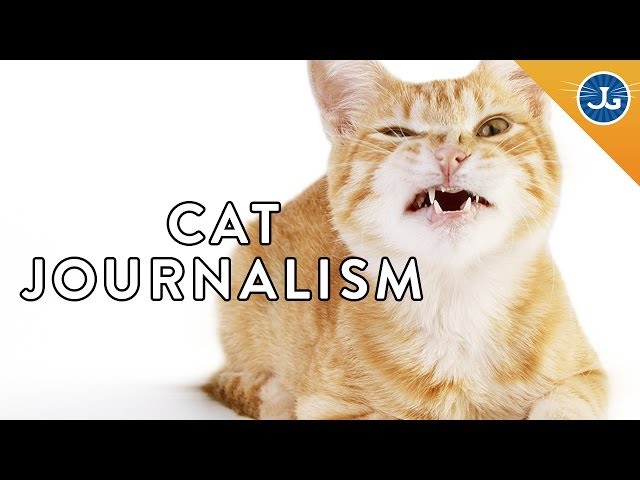Find Out Why Your Cat is Being Crazy!