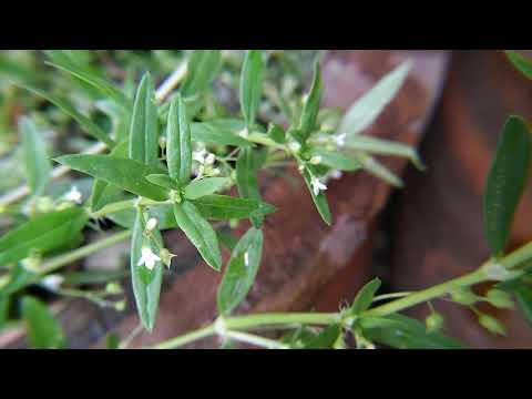 หญ้าลิ้นงู (Yaa Lin Ngoo) Oldenlandia corymbosa L. 6