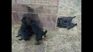 Jagdterrier Sagu Arad