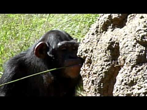 20101011　多摩動物公園　チンパンジー
