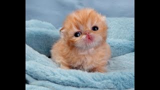 Милые Котики | Мимимишная Подборка Веселых Котиков