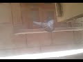 Peigon the romeo