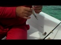 Barracudas and more Barracudas