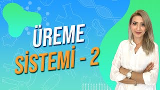 ÜREME SİSTEMİ 2| Seda Hoca Biyoloji 🧬#ayt2024