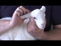 How to install Mini Tags with an applicator