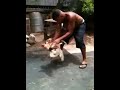 image Melatih Ayam Bangkok Aduan Cara Sang Master