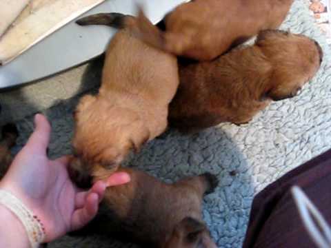 wheaten terrier puppies. Wheaten Terrier Puppies II