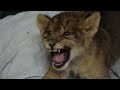 roar