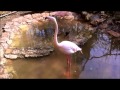 Funny battle between two pink flamingo