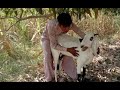 Amazing man with his goat meeting new truk zone||boy and goats together ||