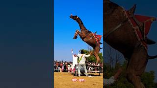 Camel Dance Camel Dance On Charpai