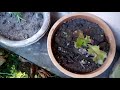 242-Beautiful Garden of Mrs. Seema & Dr. Vajpai/Blooming Pyrostegia Venusta /Flame Vine(Hindi/Urdu)