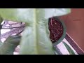 242-Beautiful Garden of Mrs. Seema & Dr. Vajpai/Blooming Pyrostegia Venusta /Flame Vine(Hindi/Urdu)