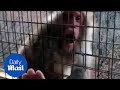 Adorable monkey reacts to magic trick