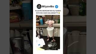 Bardaktan Su İçmek İsteyen Kedi