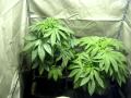 250w marijuana grow tent white widow - el nino