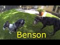 Jolly Pup - Dallas Dog Walking Services - Benson joins the play group, an alternative to dog walking