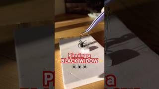 Pinning The Black Widow From A Rehydration Chamber