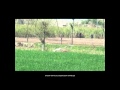 Pig Hunting Video in Pakistan Hog hunting boar hunting with Dogs.soor ka shikar, haveli fight