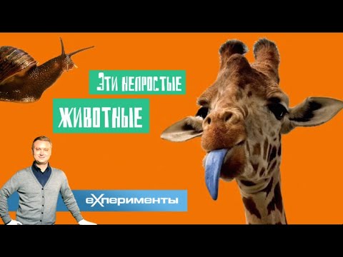 Эти непростые животные | ЕХперименты с Антоном Войцеховским Эти непростые животные | ЕХперименты с Антоном Войцеховским