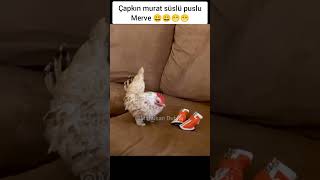 Çapkın Murat Süslü Merve Mamikan Dublaj