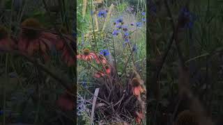 Erbacee Perennidry Garden