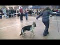 Видео немецкая овчарка.m2t
