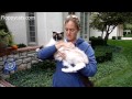 How to Hold a Ragdoll Cat - How to Pick Up a Ragdoll Cat - ねこ - ラグドール - Floppycats