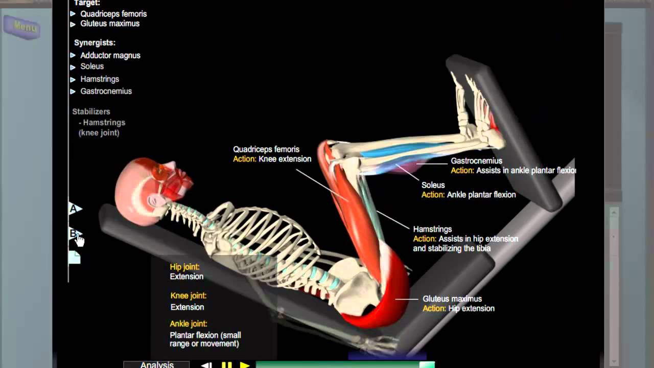 Leg Press Anatomy - YouTube