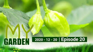 My Garden | Episode 20 | 20 - 12 - 2020