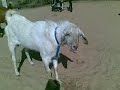 rajasthan goat farming
