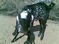 rajasthan goat farming