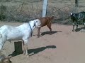 rajasthan goat farming