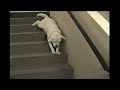 labradors