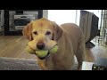 labradors