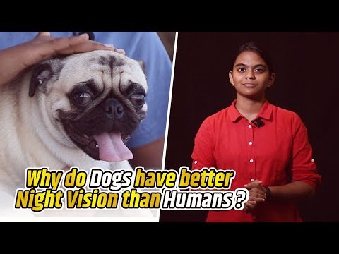 Why do dogs have better night vision than humans? | Life Science #05 | BIGBANG