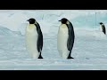 Emperor Penguins in Antarctica